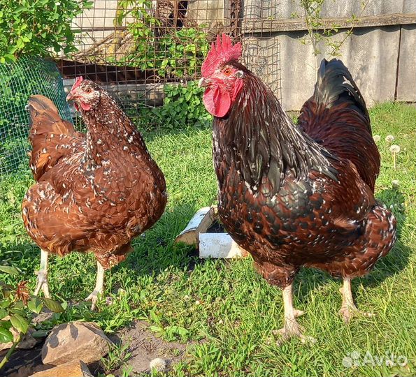 Суссекс фарфоровый. Инкубационное яйцо