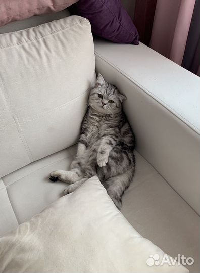 Шотландский кот вязка