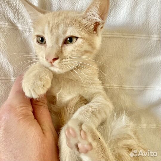 Котенок рыжий