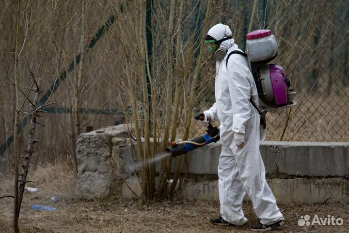 Уничтожение клопов тараканов грибка плесени