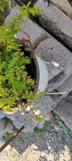 Уличные растения