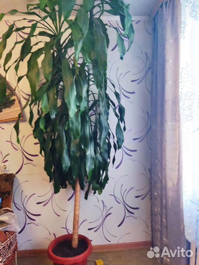 Пальма драцена