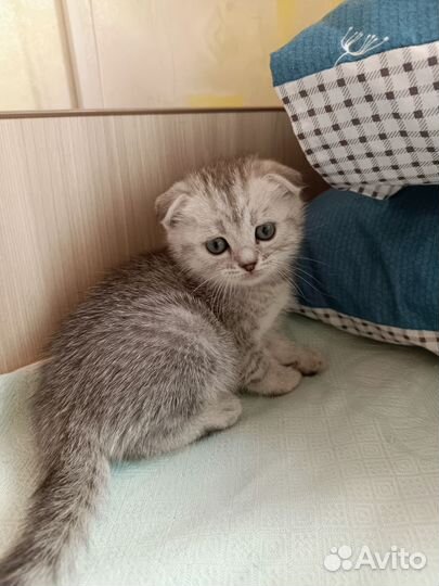 Милые котята
