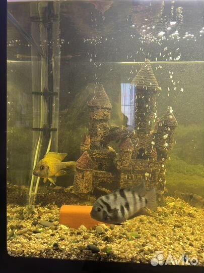Готовый Аквариум с рыбками и тумбой