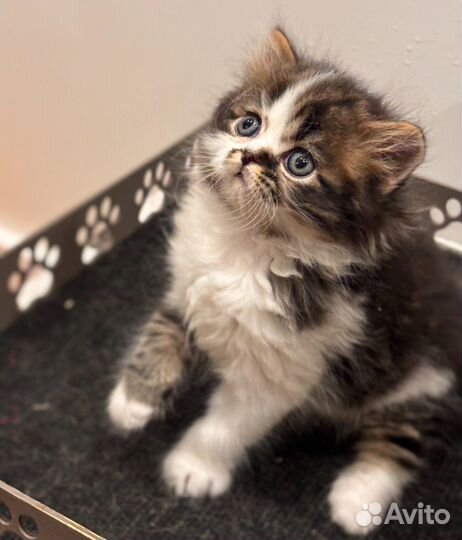 Котенок- мечта