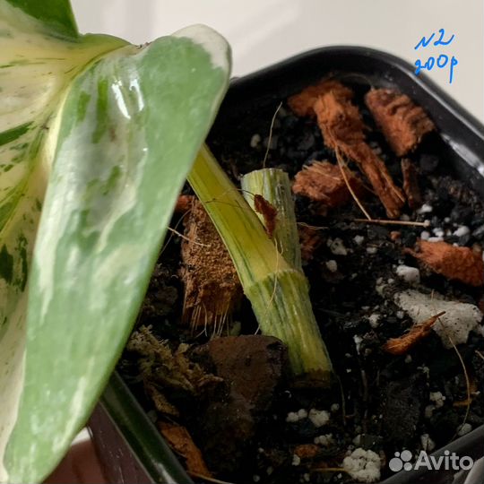 Эпипремнум Хэппи Лиф/Happy Leaf/Manjula