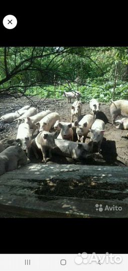 Домашнее мясо свинины