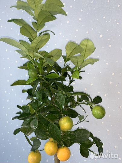 Мандариновое дерево с плодами 18/60см