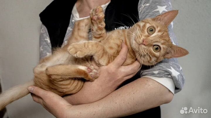 Рыжее игривое солнышко ищет дом в дар