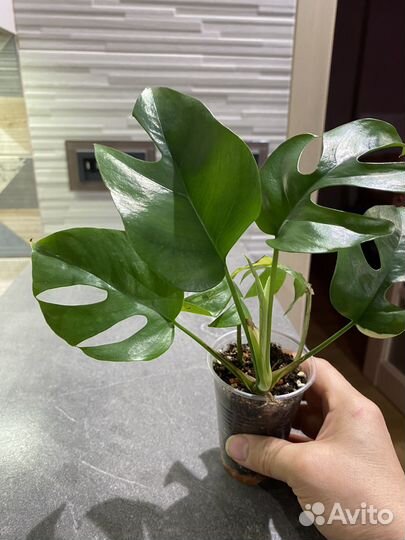 Рафидофора тетрасперма вариегатная