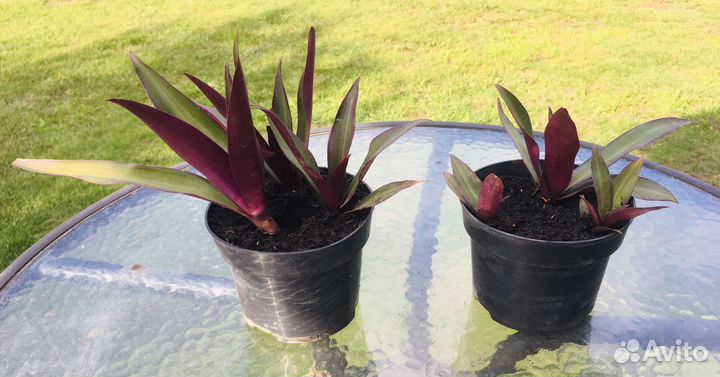 Традесканция рэо комнатный цветок