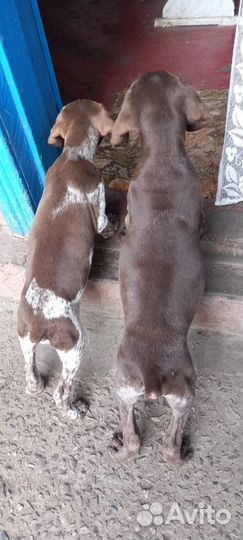 Щенки курцхаара