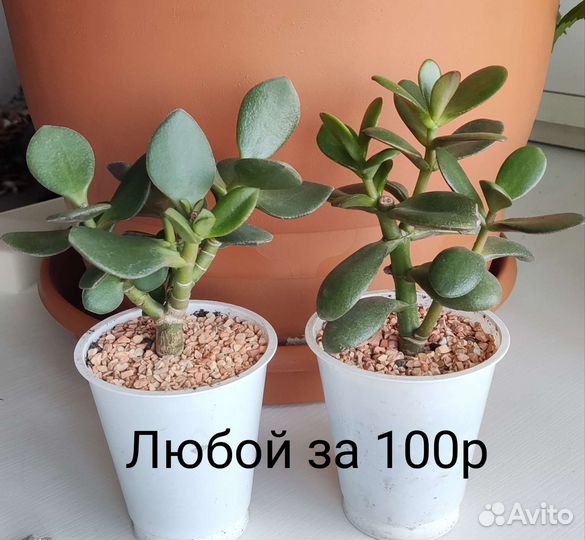 Фикусы Бенджамина, Суккуленты