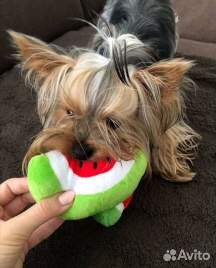Игрушки для собачек