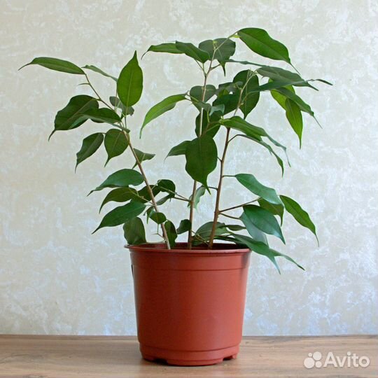 Фикус Бенджамина