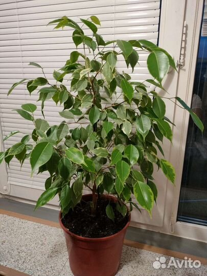 Фикус бенджамина