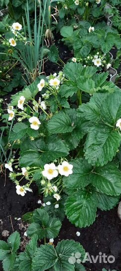 Рассада клубники