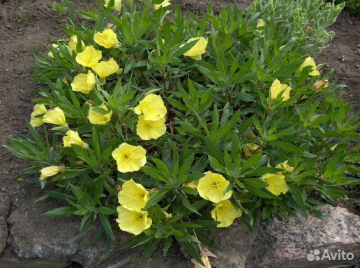 Энотера миссурийская