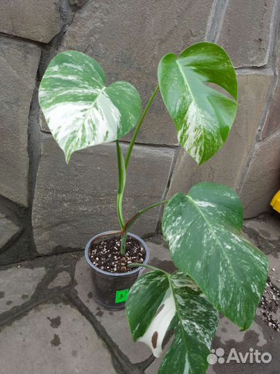 Монстера альба