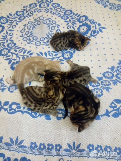 Котята метисы