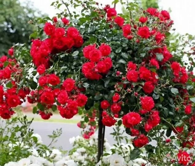 Роза, яблоня, сирень на штамбе