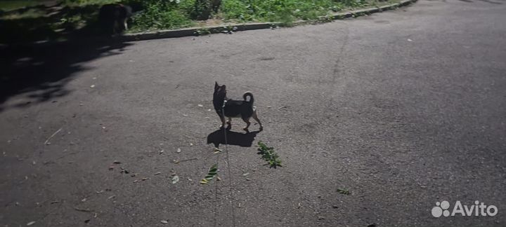 Передержка собак и кошек