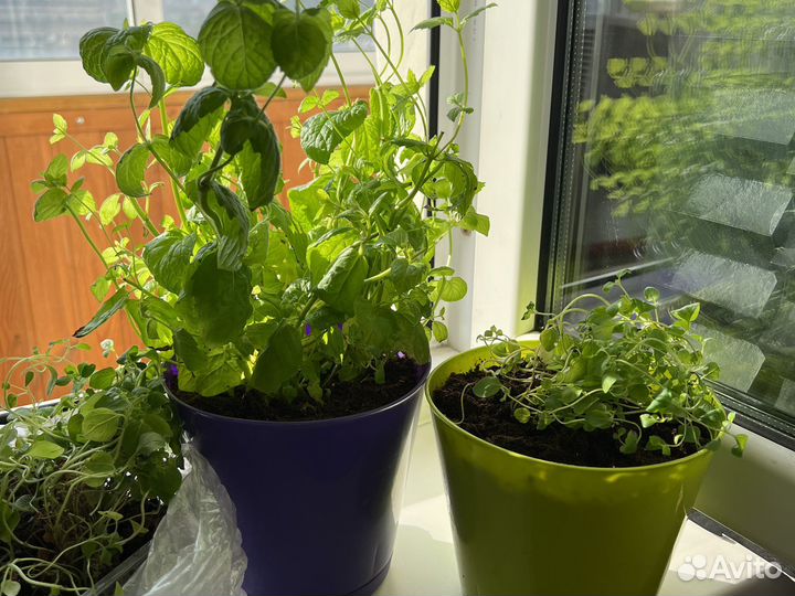 Мята и чабрец (тимьян)