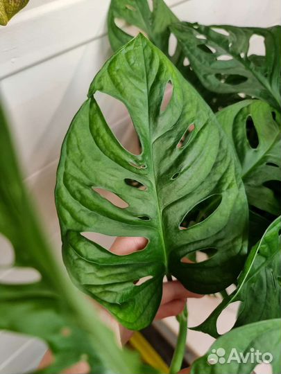 Монстера манки маск / Monstera monkey mask