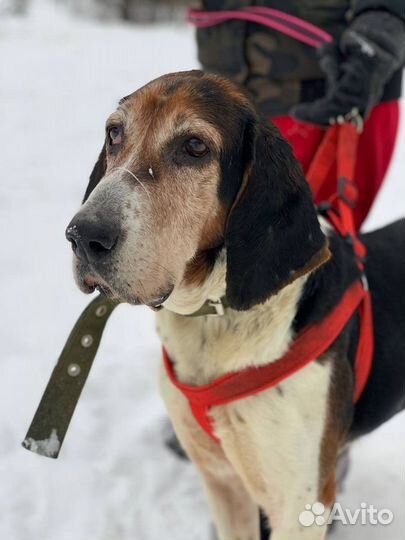 Волшебный Бим ищет дом