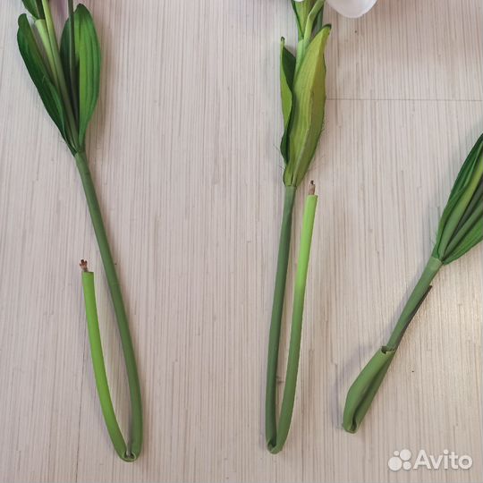 Ветки орхидеи