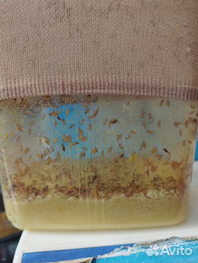 Дрозофила мушка