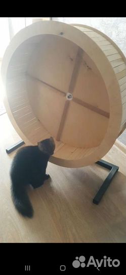 Соболь малыши