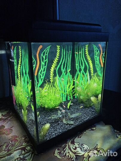Аквариум. Зеленоград