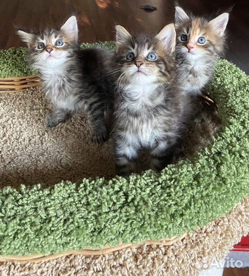 Настоящие котята Мейн-Кун