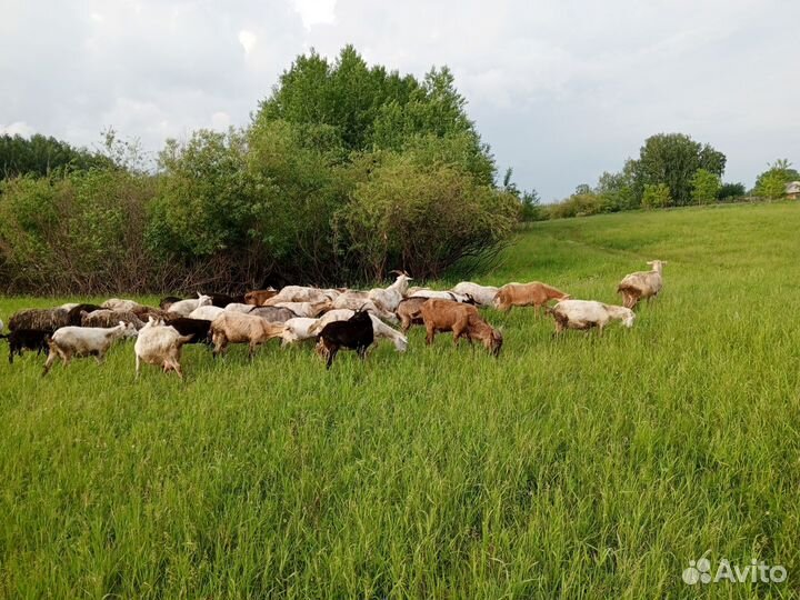 Козы дойные.овцы.козлы.козлята.оптом