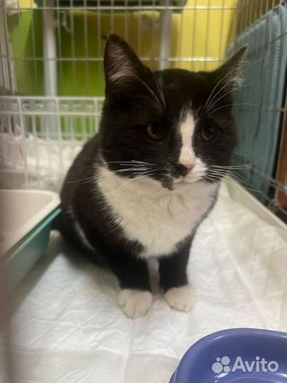 Кошечка в добрые руки