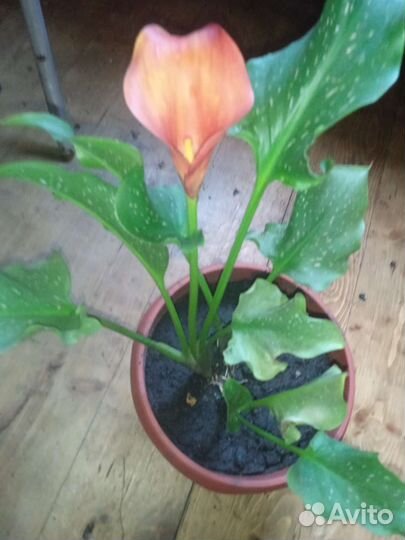 Калла оранжевый цвет 1 г