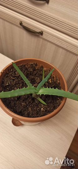 Комнатные цветы алоэ