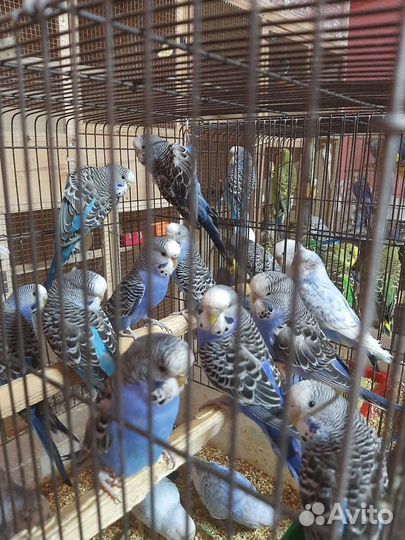 Попугаи смесь