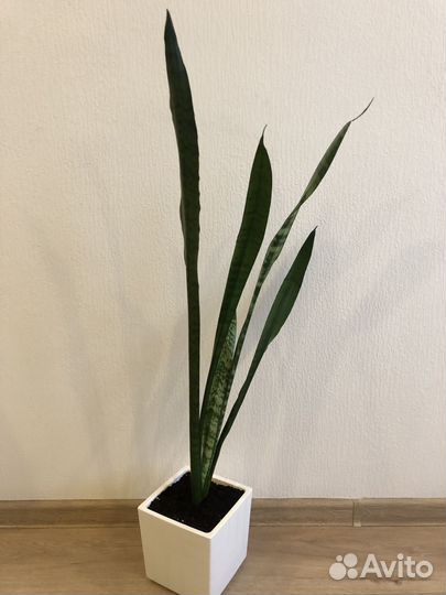 Сансевиерия