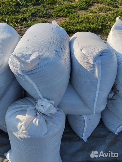 Ячмень яровой