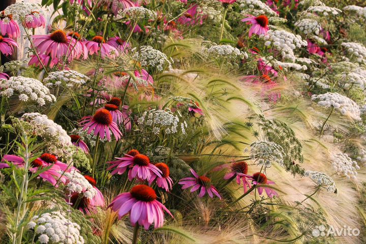 Ячмень гривастый многолетний