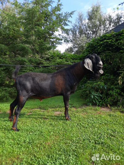 Англонубийский козел