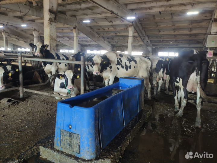 Поилка для крс пластиковая