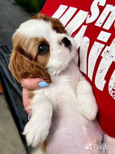 Кавалер кинг чарльз спаниель