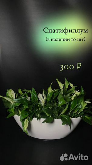 Комнатные растения