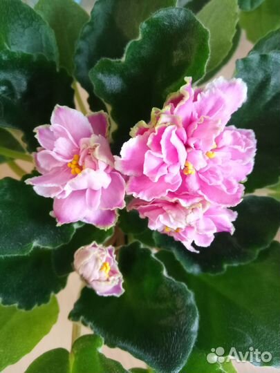 Фиалка лист разные сорта