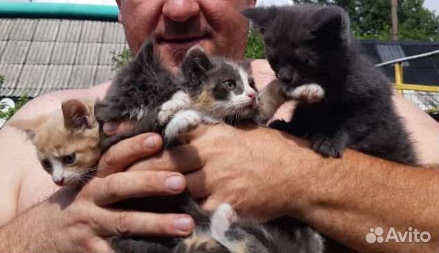 Котята в добрые руки