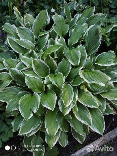 Хосты, лилейник, орех Манчжурской