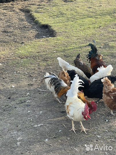 Молодые петухи